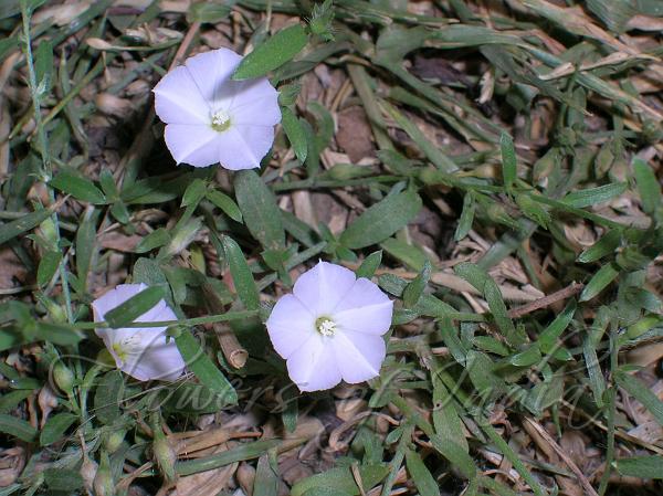 CONVOLVULUS PROSTRATUS